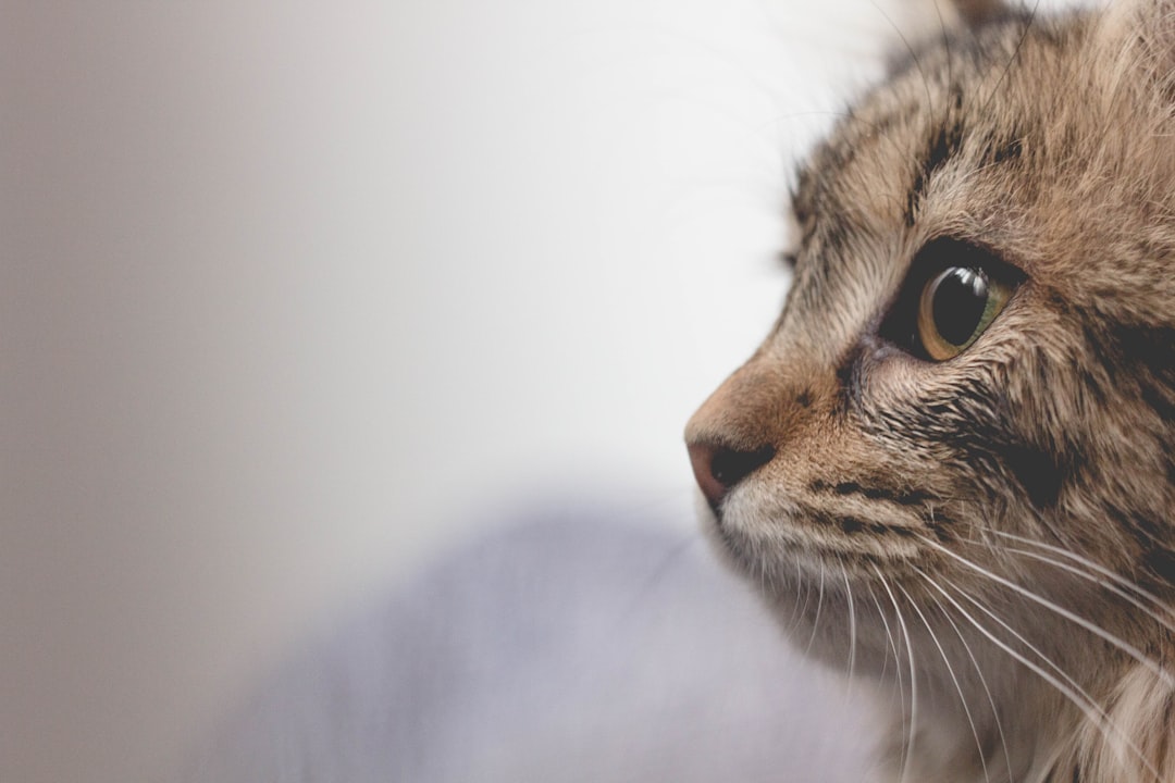 Photo Adorable cat-shaped lamp